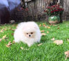 Photo №2 to announcement № 118334 for the sale of pomeranian - buy in Germany private announcement