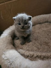 Photo №1. british shorthair - for sale in the city of Duisburg | 370$ | Announcement № 103550