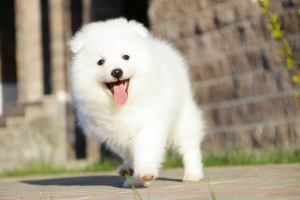 Photo №4. I will sell japanese spitz in the city of Moscow. private announcement - price - 403$