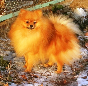 Photo №1. pomeranian - for sale in the city of Dzerzhinsk | 564$ | Announcement № 4143