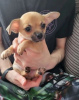 Photo №2 to announcement № 31943 for the sale of chihuahua - buy in Germany private announcement