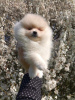 Photo №1. pomeranian - for sale in the city of Kragujevac | negotiated | Announcement № 69053