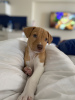 Photo №3. Pit bull puppy. Georgia