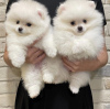 Photo №2 to announcement № 119987 for the sale of pomeranian - buy in Germany private announcement