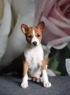 Photo №1. basenji - for sale in the city of Gomel | 700$ | Announcement № 1167