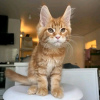 Photo №4. I will sell maine coon in the city of Yuma. private announcement - price - 400$