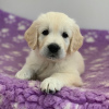 Photo №3. Golden Retriever Puppies available now for sale. Germany
