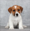 Photo №1. jack russell terrier - for sale in the city of St. Petersburg | 671$ | Announcement № 9565