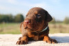 Additional photos: Dobermann Puppies FCI - top combination