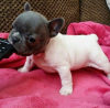 Photo №2 to announcement № 64580 for the sale of french bulldog - buy in Germany 