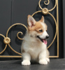 Additional photos: welsh corgi pembroke puppies from Champion