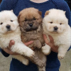 Photo №1. chow chow - for sale in the city of Los Angeles | Is free | Announcement № 17537