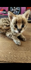 Additional photos: Serval kittens