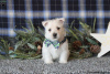 Photo №4. I will sell west highland white terrier in the city of Berlin.  - price - negotiated