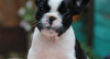 Photo №1. french bulldog - for sale in the city of Bremen | 380$ | Announcement № 118253