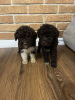 Photo №3. Lagotto Romagnolo puppies. Serbia