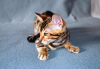 Additional photos: Bengal cats for sale for breeding