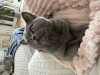 Photo №2 to announcement № 74427 for the sale of british shorthair - buy in Germany private announcement