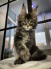 Photo №1. maine coon - for sale in the city of Paderborn | 423$ | Announcement № 106954