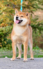 Photo №1. shiba inu - for sale in the city of Москва | negotiated | Announcement № 12120