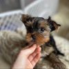 Photo №4. I will sell yorkshire terrier in the city of Taos. breeder - price - 400$