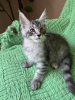 Photo №1. maine coon - for sale in the city of Штутгарт | Is free | Announcement № 108000