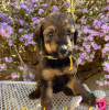 Photo №1. non-pedigree dogs - for sale in the city of Murau | Is free | Announcement № 91593