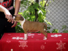 Photo №4. I will sell american staffordshire terrier in the city of Kragujevac.  - price - negotiated