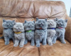 Photo №1. british shorthair - for sale in the city of Leipzig | 370$ | Announcement № 126782