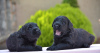 Additional photos: Black Russian Terrier puppies