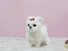 Photo №1. maltese dog - for sale in the city of Passau | Is free | Announcement № 118140