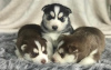 Photo №2 to announcement № 123939 for the sale of siberian husky - buy in Netherlands private announcement, breeder