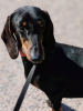 Photo №1. dachshund - for sale in the city of St. Petersburg | negotiated | Announcement № 111013