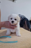 Photo №4. I will sell bichon frise in the city of Loznica. breeder - price - negotiated