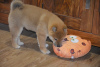 Additional photos: Beautiful shiba inu