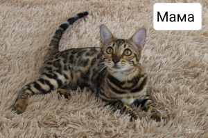 Photo №2 to announcement № 5613 for the sale of bengal cat - buy in Russian Federation from nursery