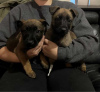 Photo №2 to announcement № 124703 for the sale of belgian shepherd - buy in New Zealand private announcement, from nursery, from the shelter, breeder