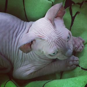 Photo №2 to announcement № 2675 for the sale of sphynx-katze - buy in Ukraine from nursery, breeder