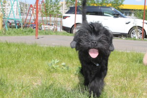 Photo №4. I will sell affenpinscher in the city of Krasnoyarsk. breeder - price - 1183$