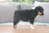 Photo №1. australian shepherd - for sale in the city of Афины | Is free | Announcement № 125333