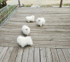 Photo №4. I will sell german spitz, pomeranian in the city of Франкфурт-на-Майне.  - price - 634$