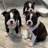 Photo №3. Vaccinated Boston terrier puppies available now for loving homes. United States