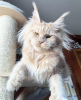 Photo №1. maine coon - for sale in the city of Chicago | 300$ | Announcement № 103592