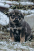 Photo №4. I will sell non-pedigree dogs in the city of Москва. private announcement - price - Is free