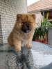 Photo №1. chow chow - for sale in the city of Mladenovac | negotiated | Announcement № 109360