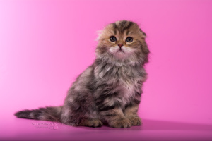 Additional photos: Scottish fold kittens - marble girl