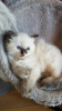 Photo №4. I will sell ragdoll in the city of St. Petersburg. private announcement - price - 317$