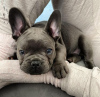 Photo №1. french bulldog - for sale in the city of Dusseldorf | negotiated | Announcement № 113387