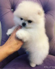 Photo №1. pomeranian - for sale in the city of Würzburg | 380$ | Announcement № 119498