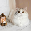 Photo №3. Kitty Lana. Russian Federation
